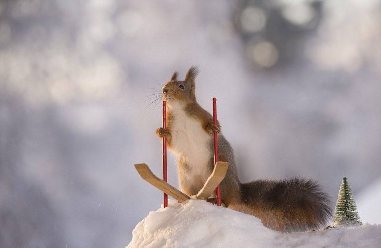 7 января 2026- ПРОКАТ ЛЫЖ